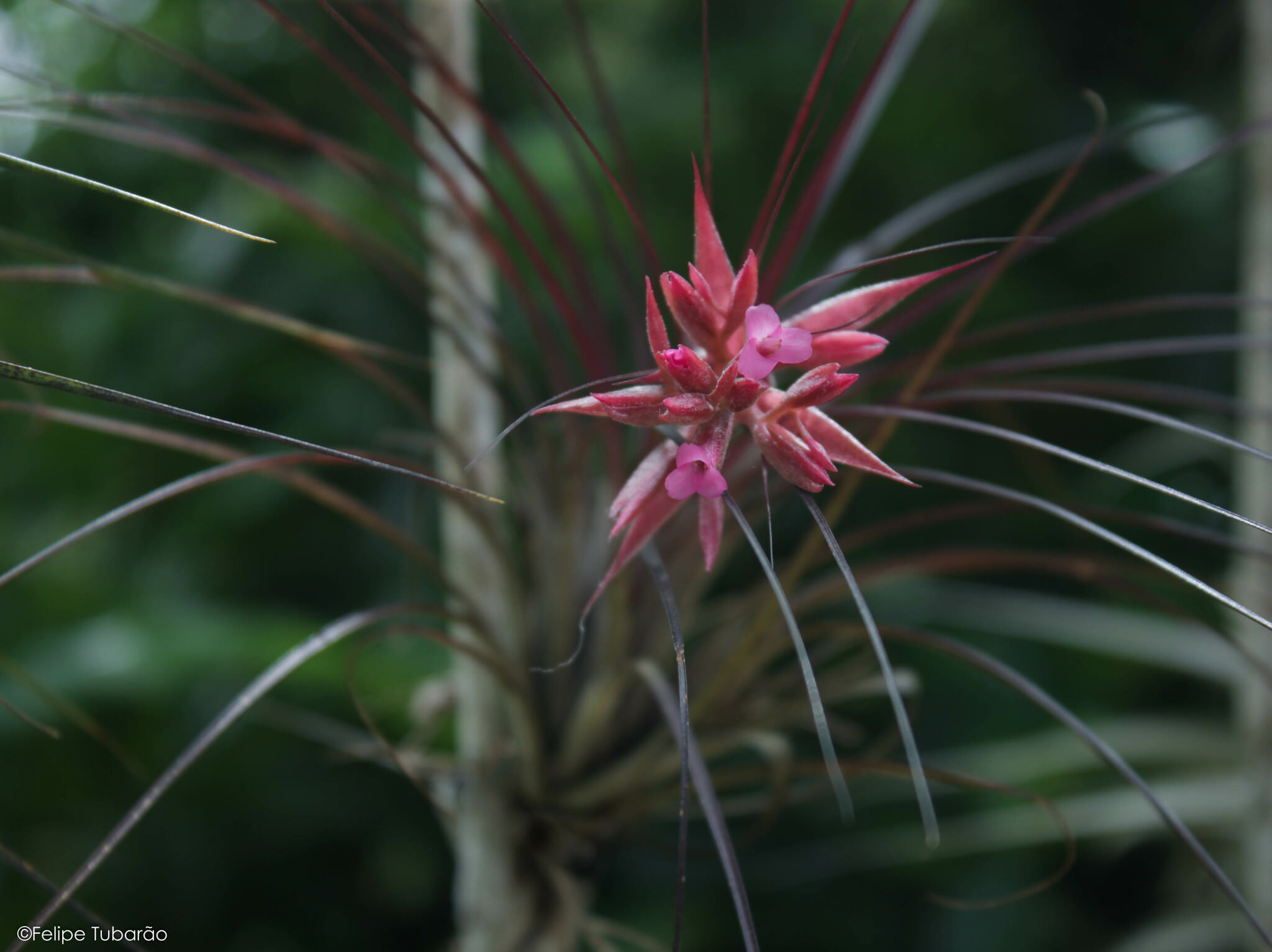 Tillandsia glabrior